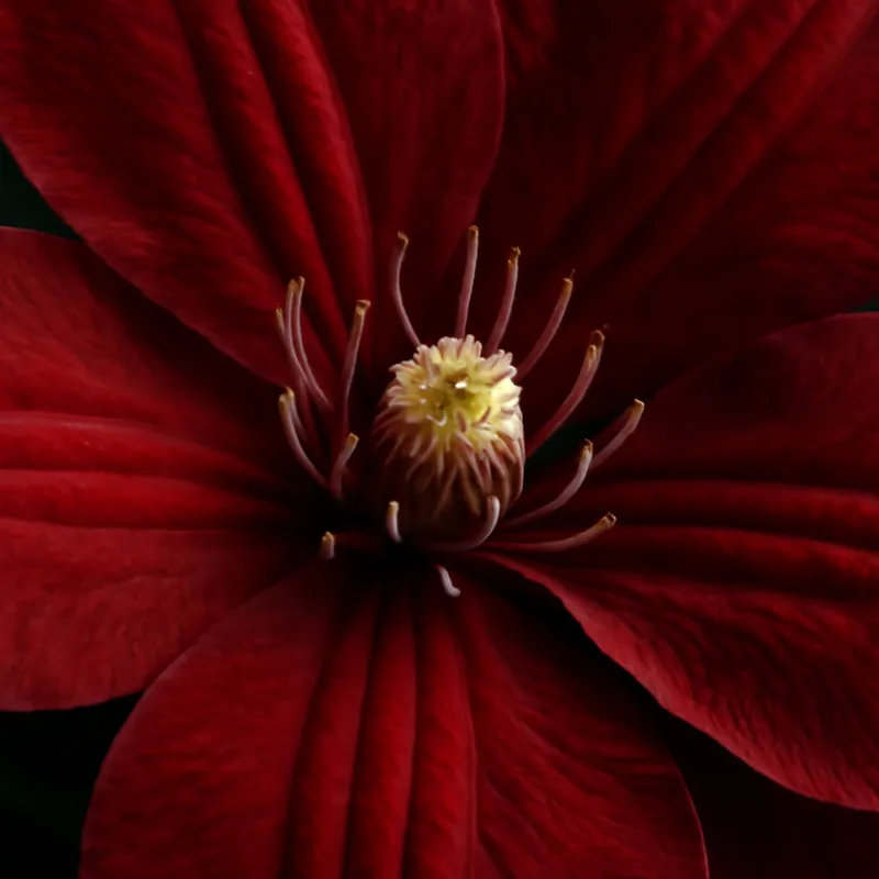 Klematis – Red – bilde 2