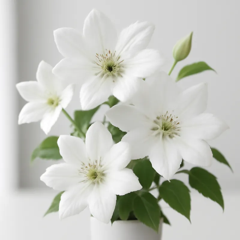 Klematis – White – bilde 3