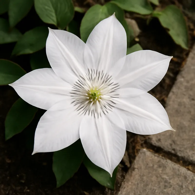 Klematis – White – bilde 4
