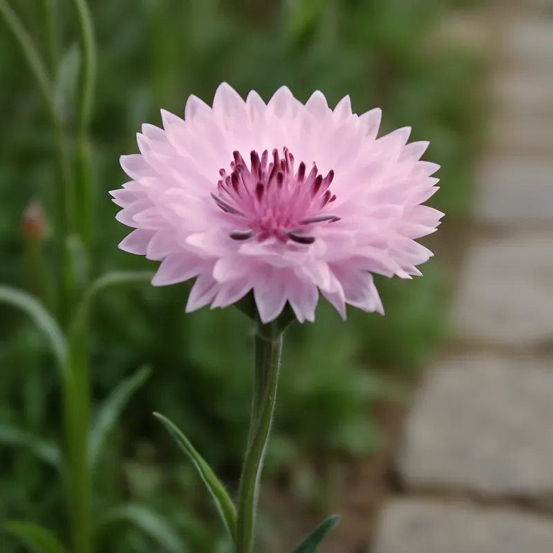 Blåklint – Pink – bilde 4