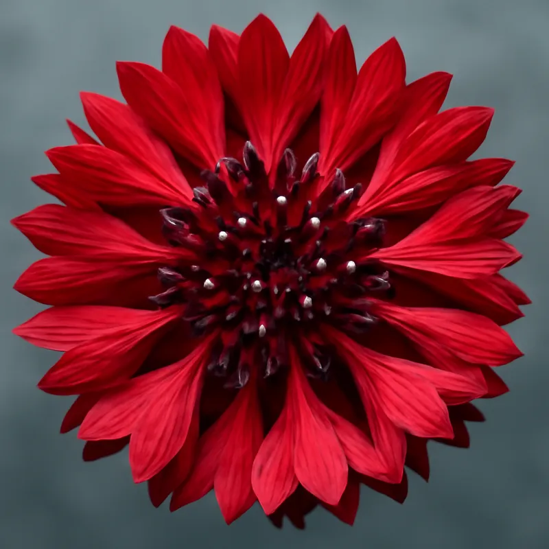 Blåklint – Red – bilde 2