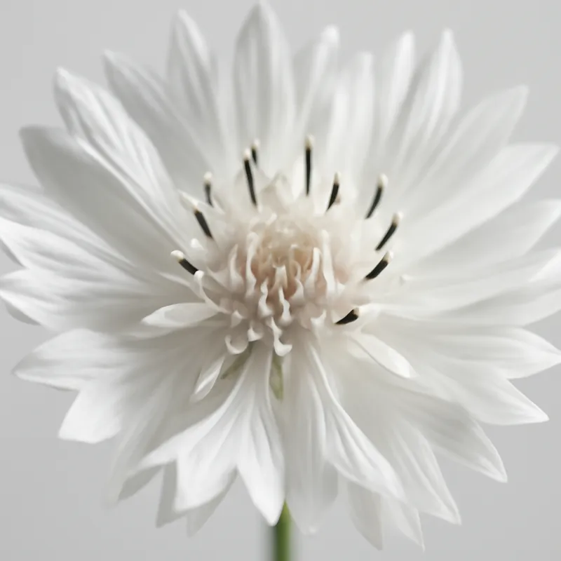 Blåklint – White – bilde 2