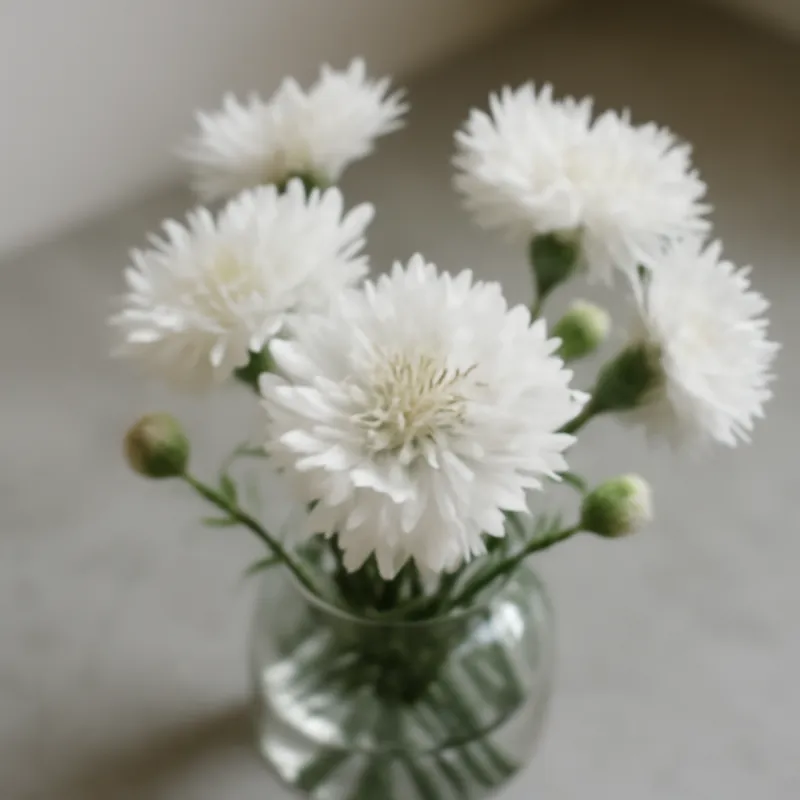 Blåklint – White – bilde 3