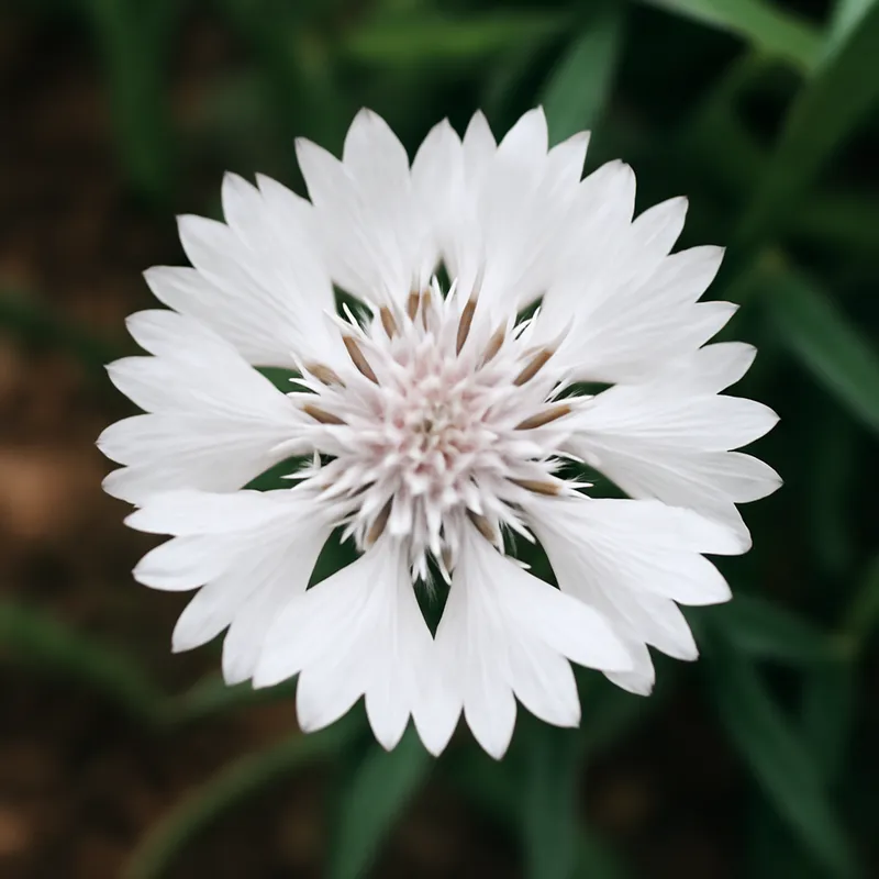 Blåklint – White – bilde 4