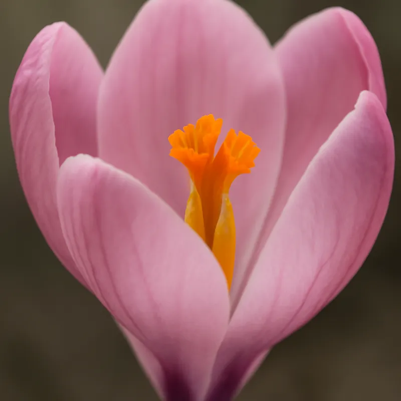 Krokus – Pink – bilde 2