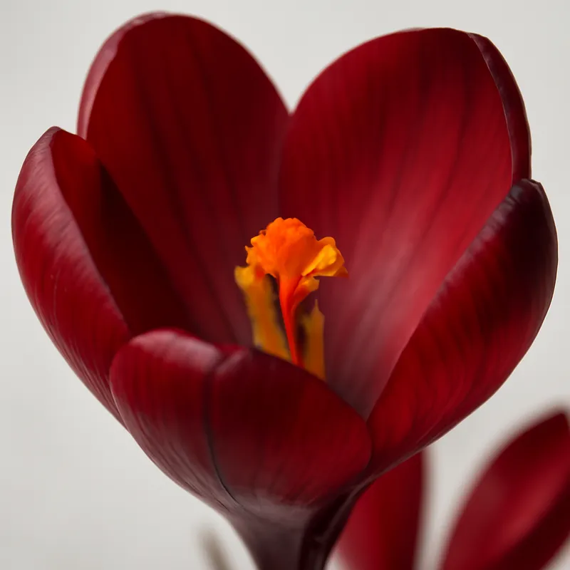 Krokus – Red – bilde 2