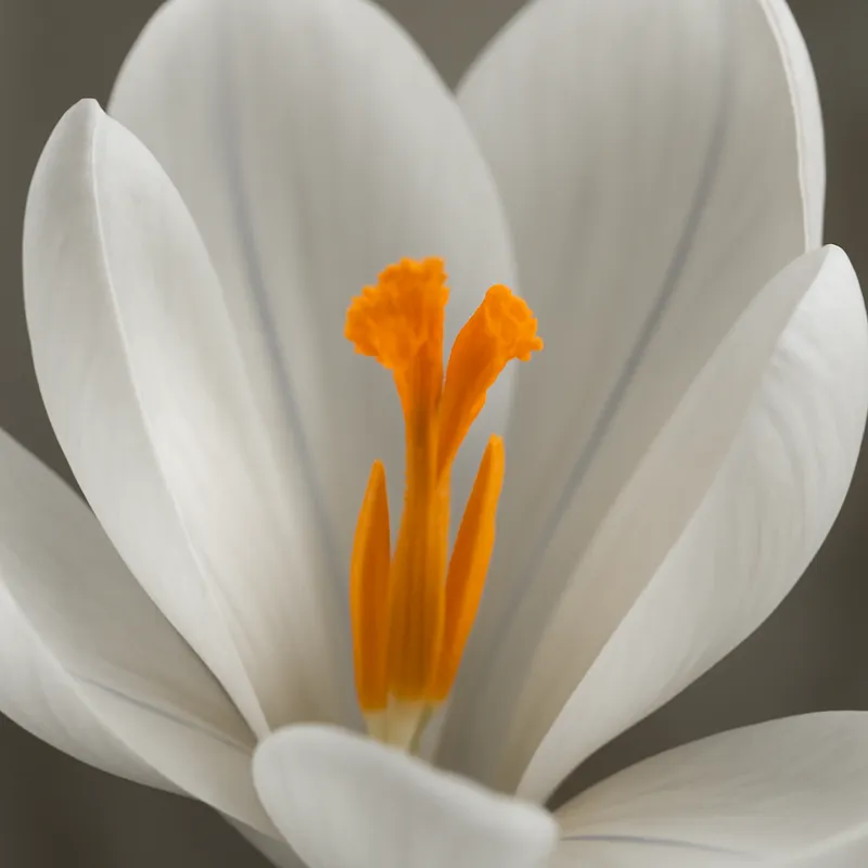 Krokus – White – bilde 2