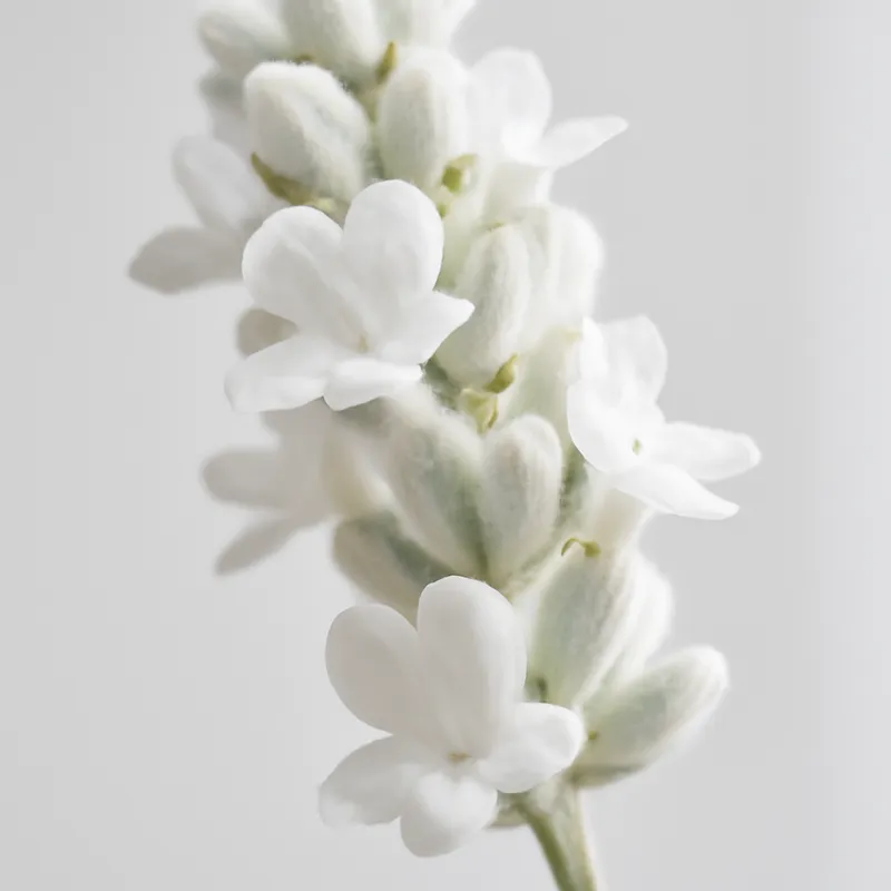 Lavender – White – bilde 2
