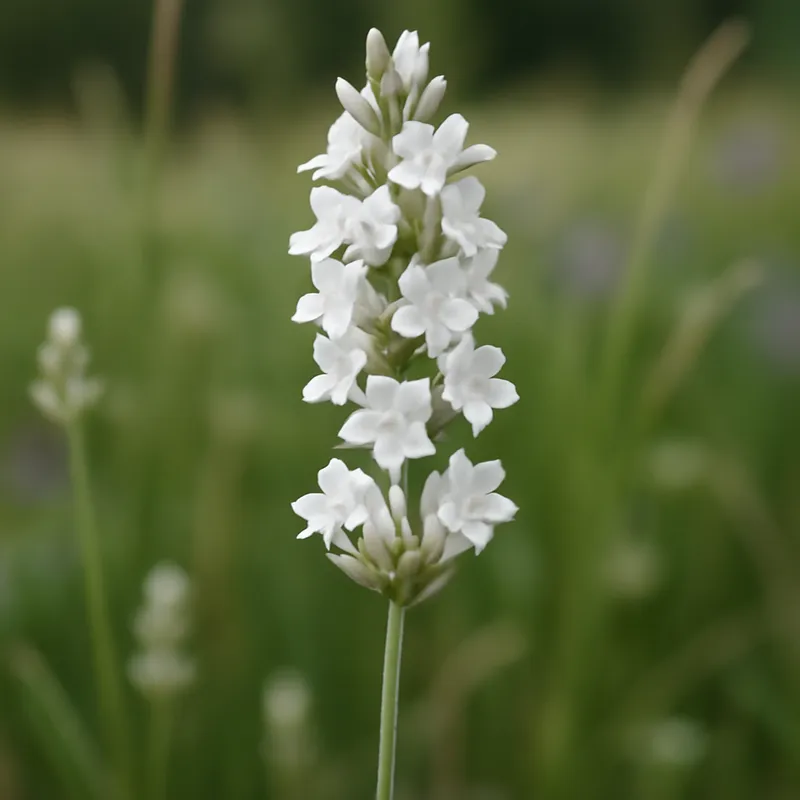 Lavender – White – bilde 4
