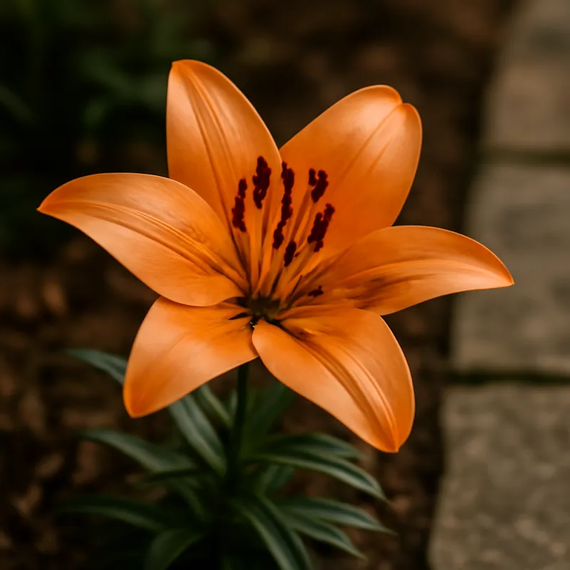Lily – Classic – bilde 4