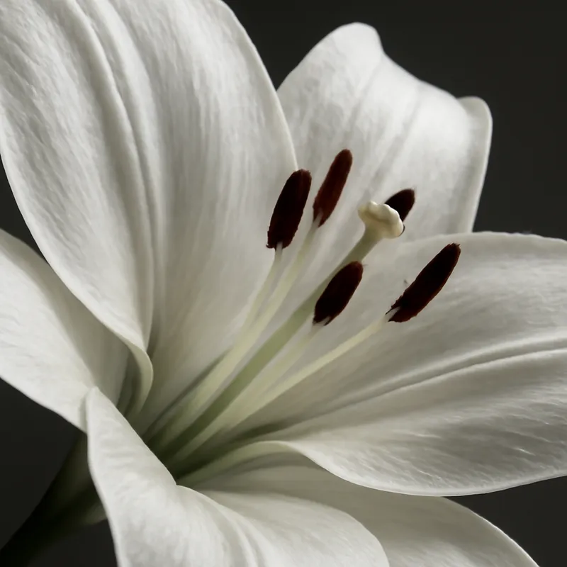 Lily – White – bilde 2