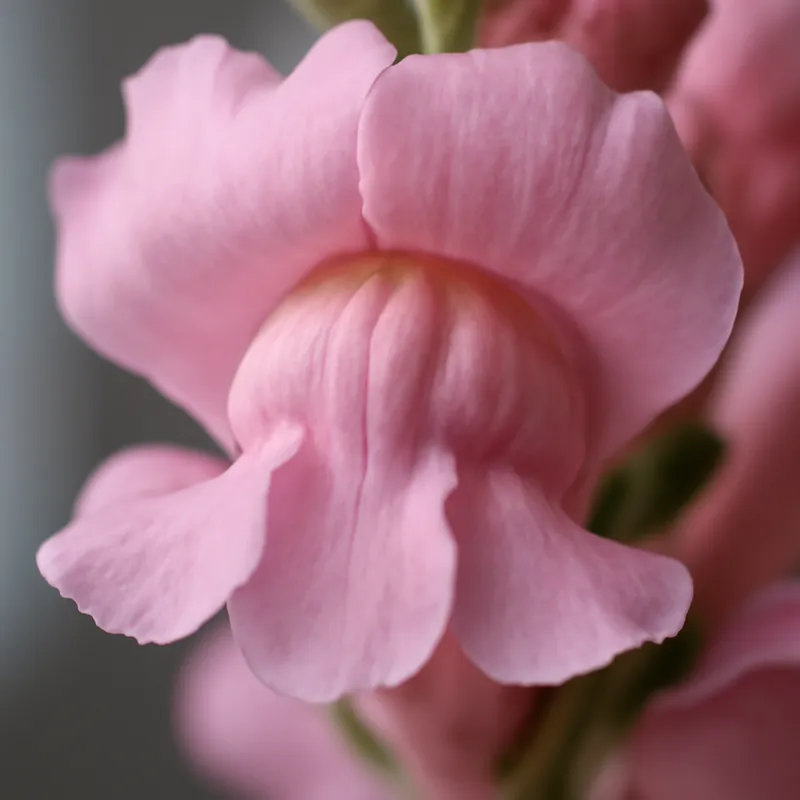 Lejongap – Pink – bilde 2