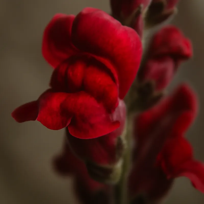 Lejongap – Red – bilde 2