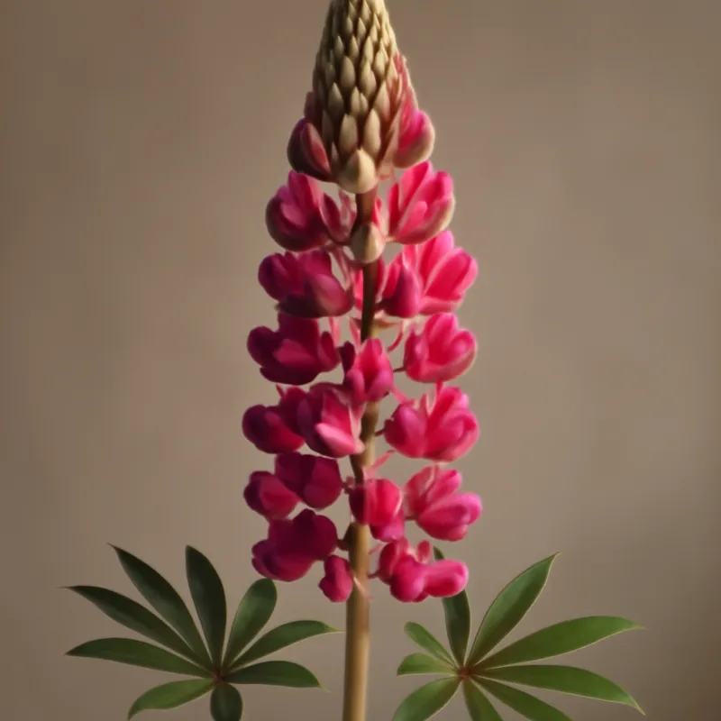 Lupin – Classic