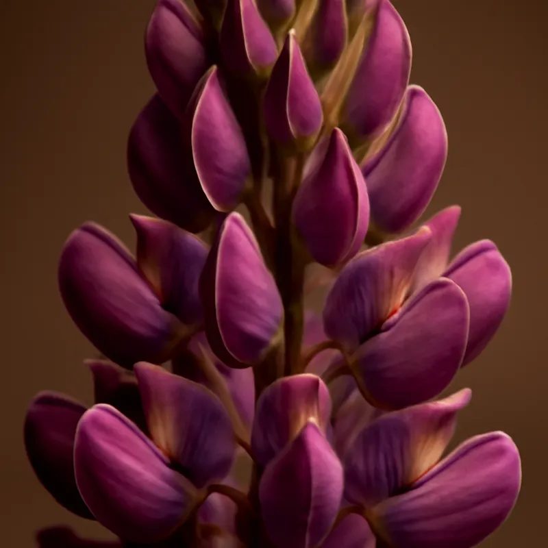 Lupin – Classic – bilde 2