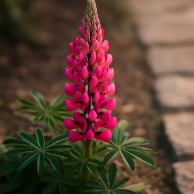 Lupin – Classic – bilde 4