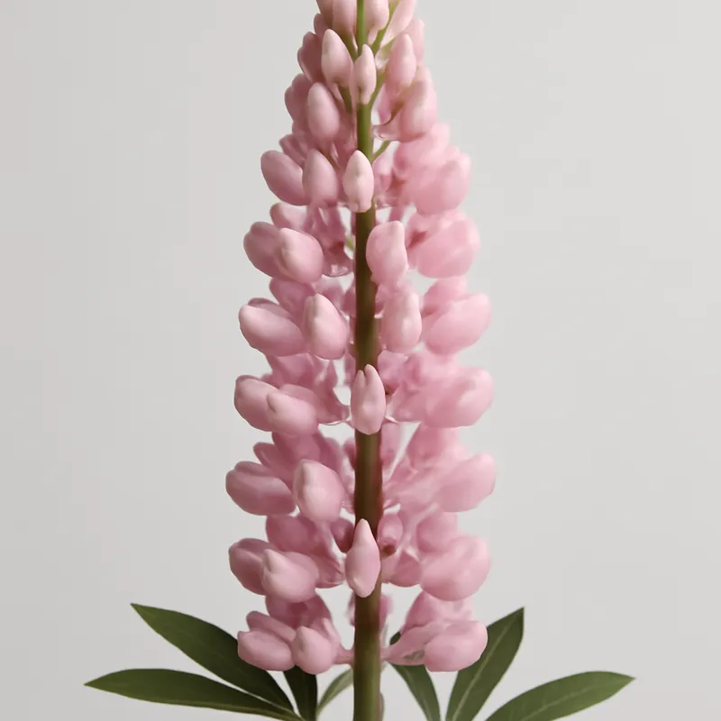 Lupin – Pink
