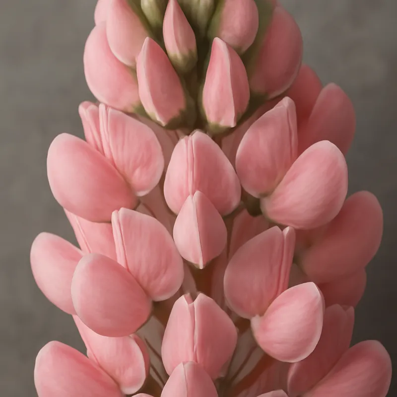 Lupin – Pink – bilde 2