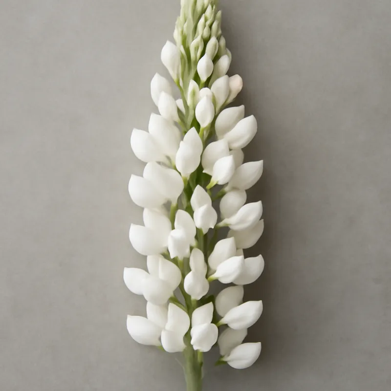 Lupin – White