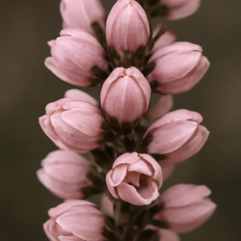 Ljung – Pink – bilde 2