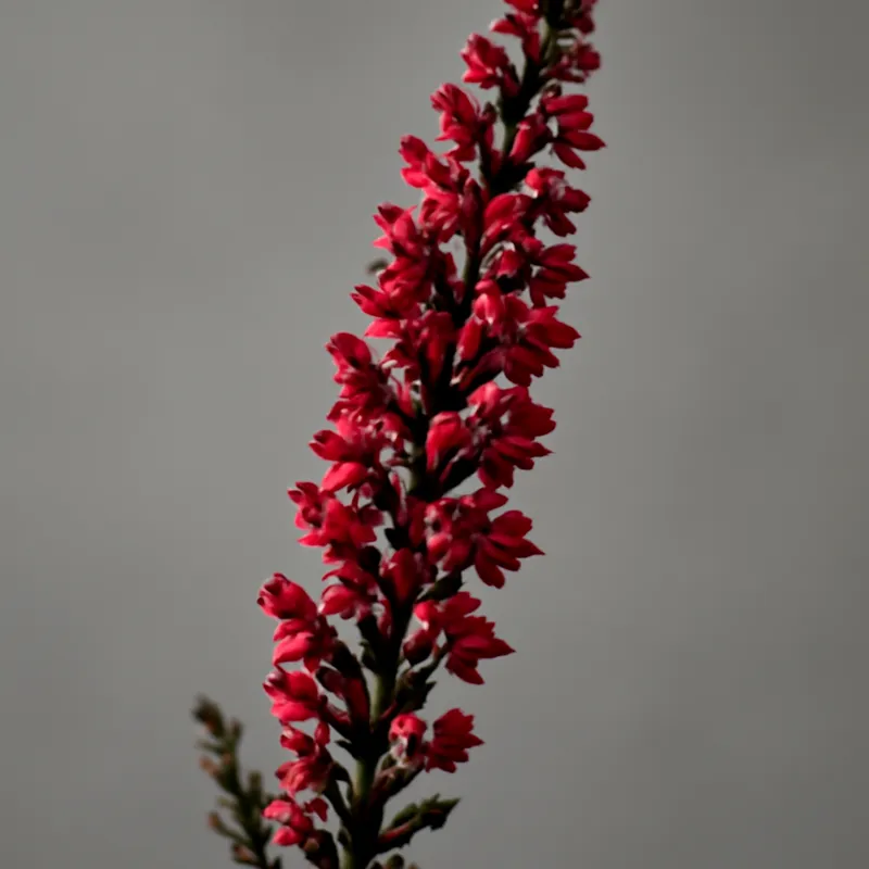 Ljung – Red – bilde 1