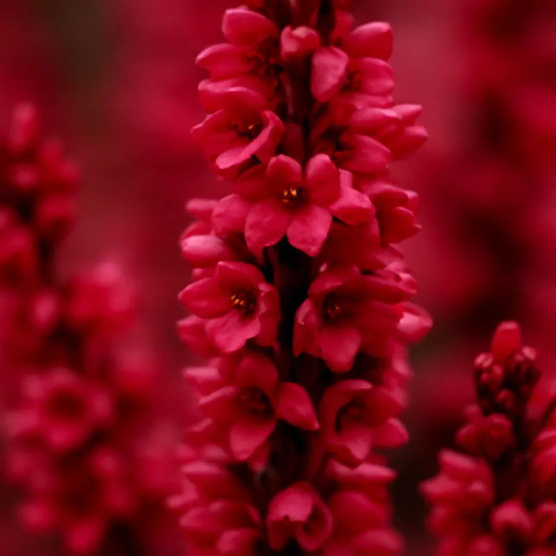 Ljung – Red – bilde 2