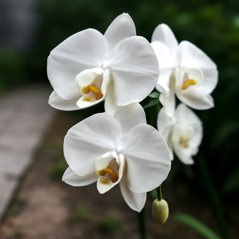 Orchid (brudorkidé) – Classic – bilde 4