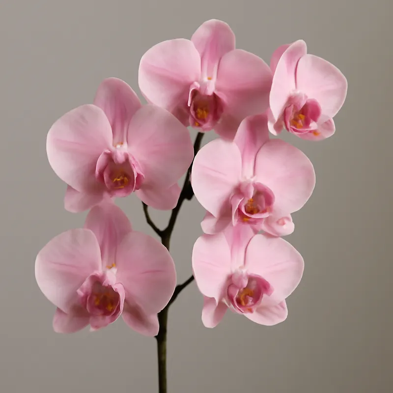 Orchid (brudorkidé) – Pink
