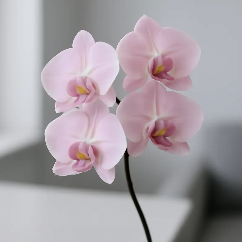 Orchid (brudorkidé) – Pink – bilde 3