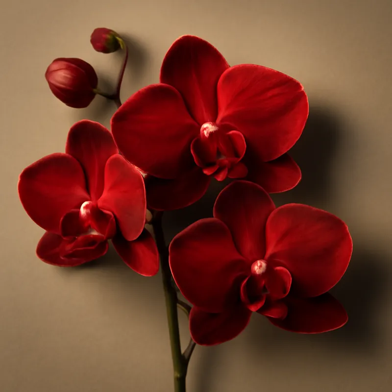 Orchid (brudorkidé) – Red