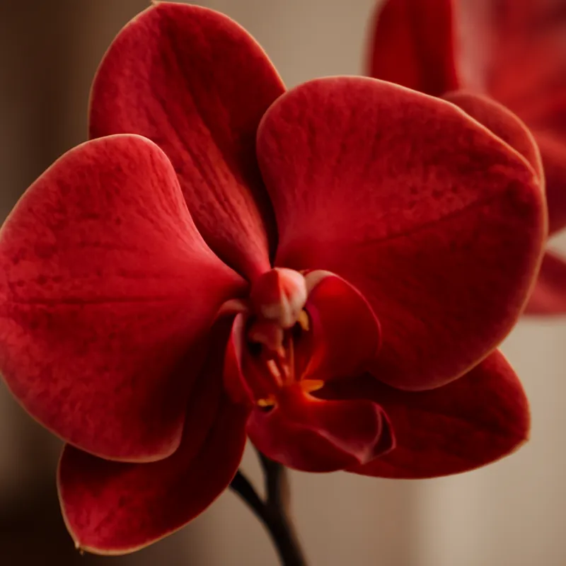 Orchid (brudorkidé) – Red – bilde 2