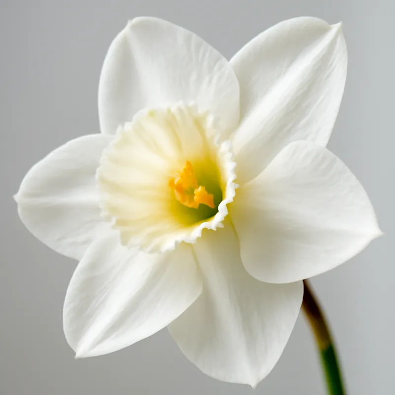 Påsklilja – White – bilde 2