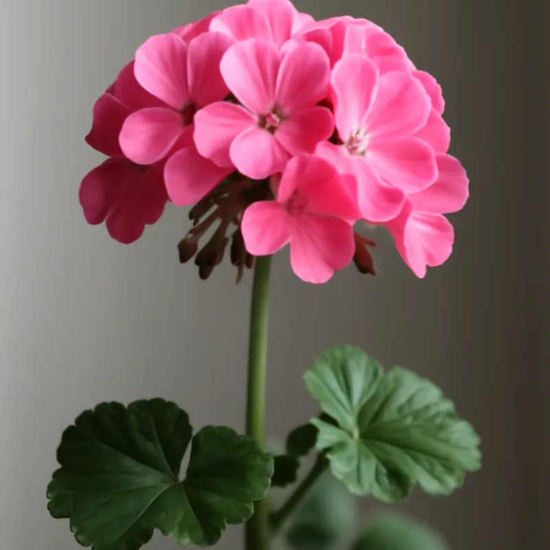 Pelargon – Classic