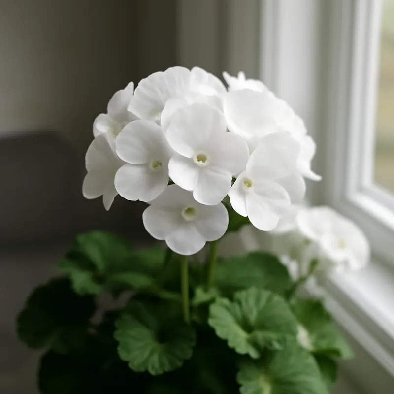 Pelargon – White – bilde 3
