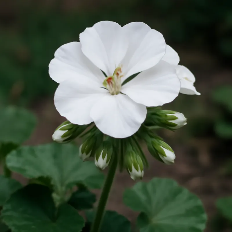 Pelargon – White – bilde 4