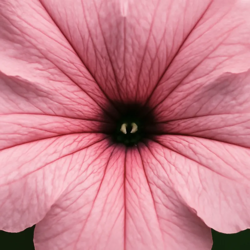 Petunia – Pink – bilde 2