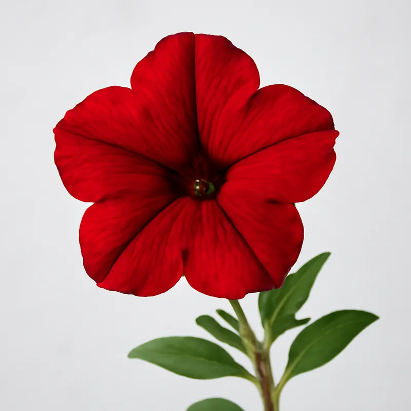 Petunia – Red