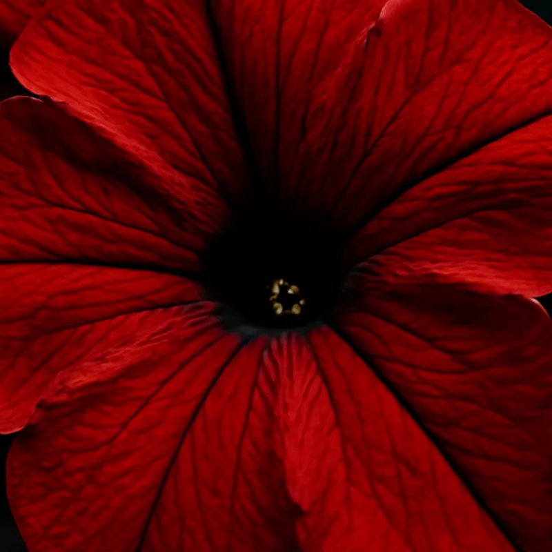 Petunia – Red – bilde 2