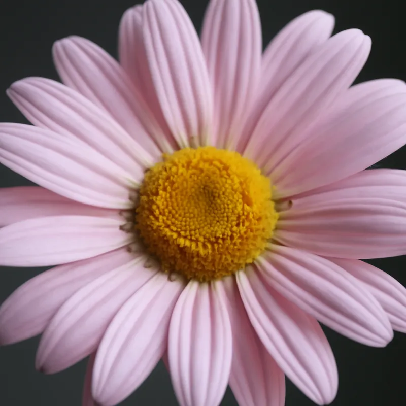 Margerit – Pink – bilde 2