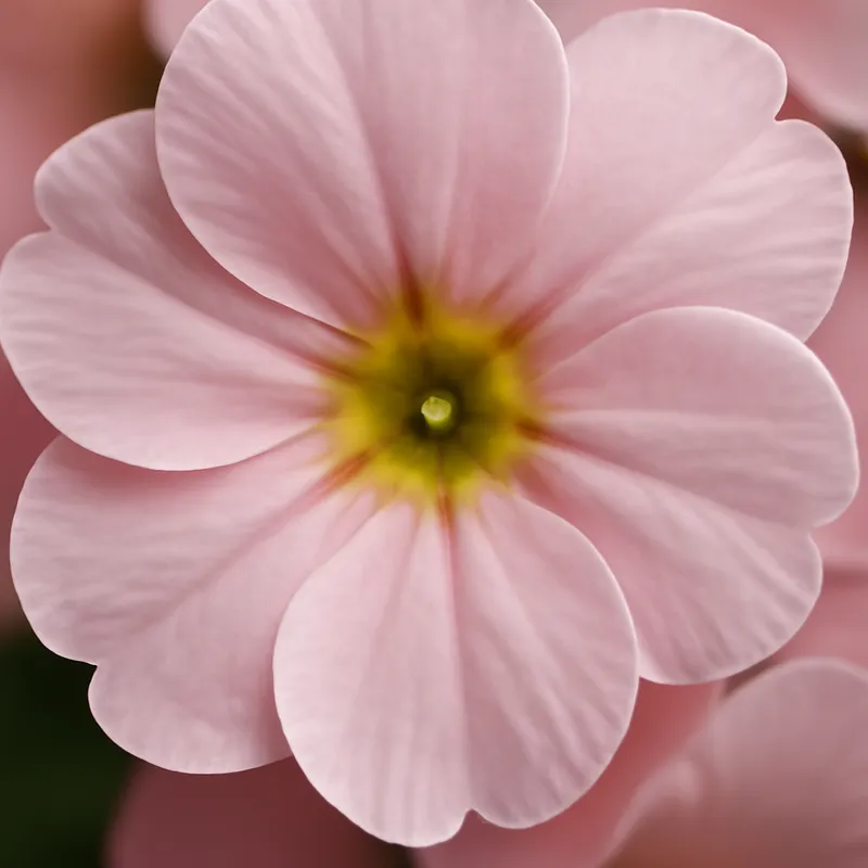 Primula – Pink – bilde 2