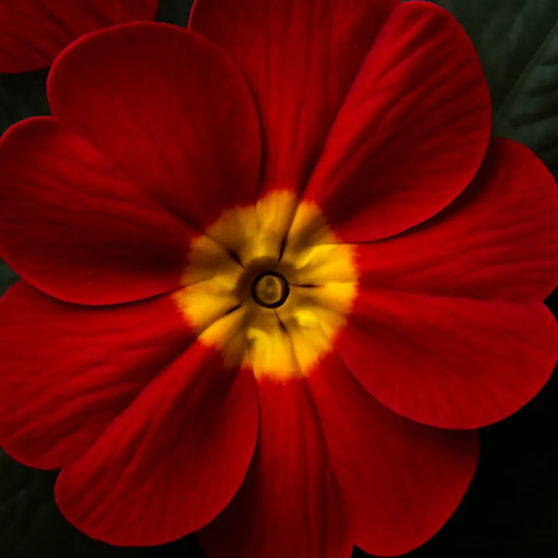 Primula – Red – bilde 2