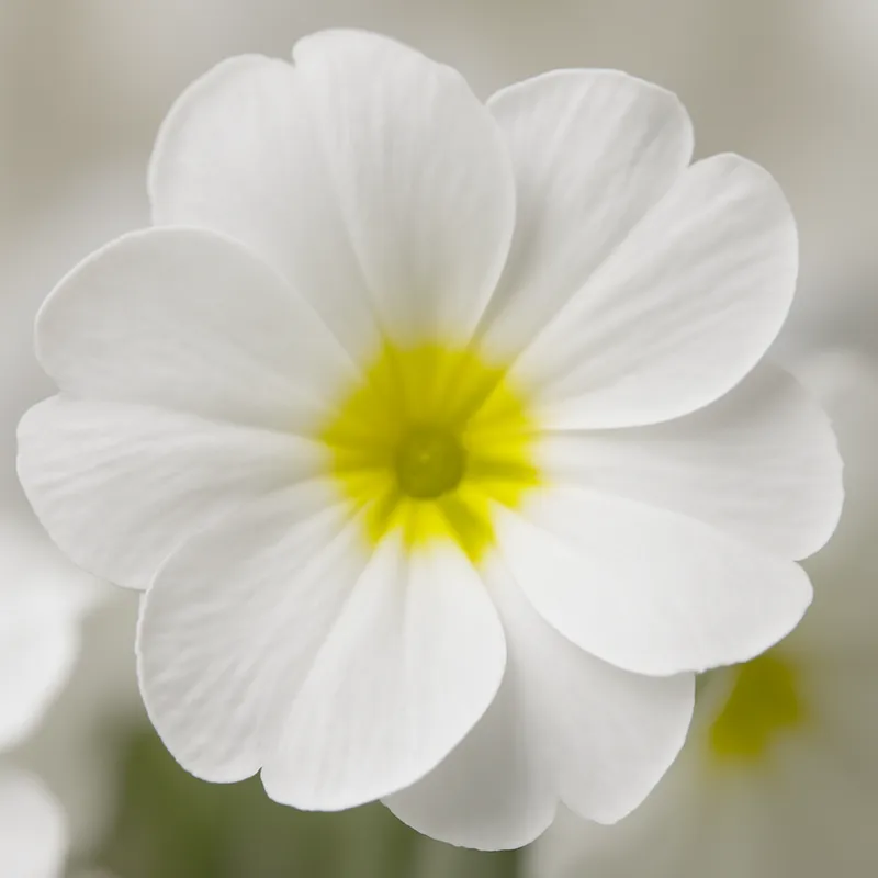 Primula – White – bilde 2