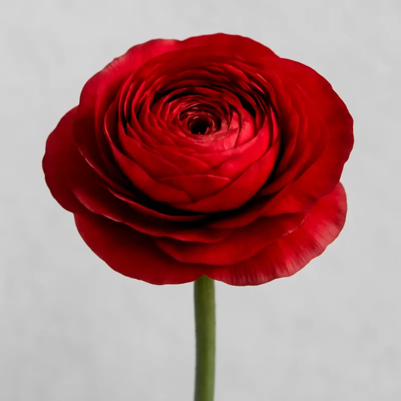 Ranunculus – Red