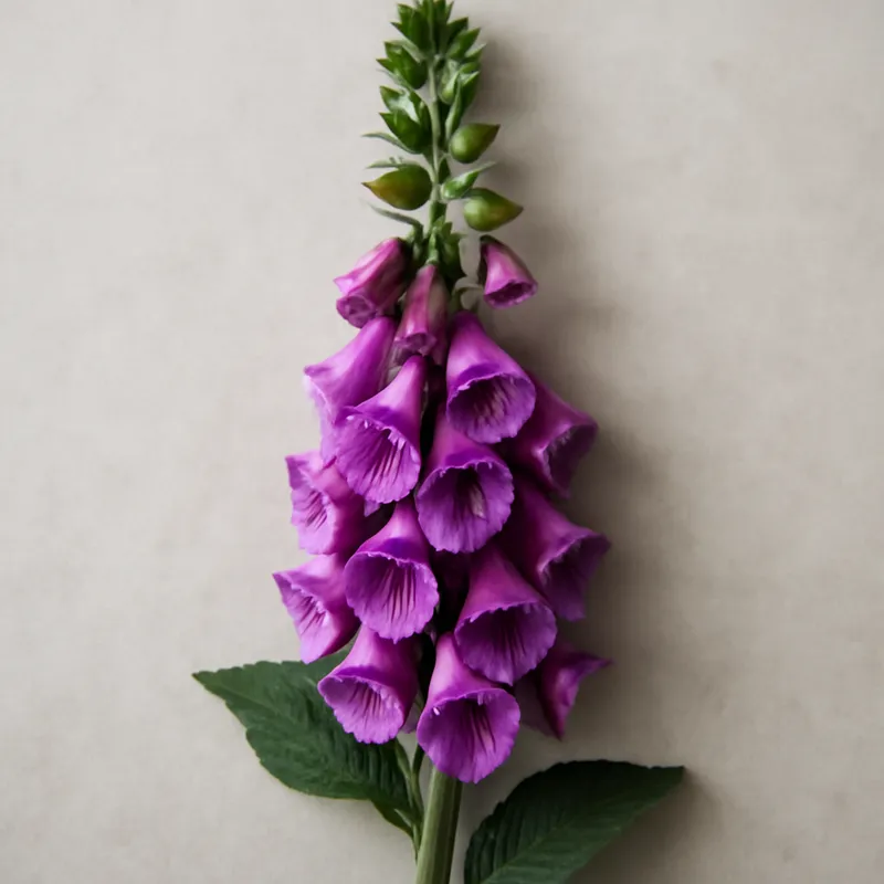 Fingerborgsblomma – Classic