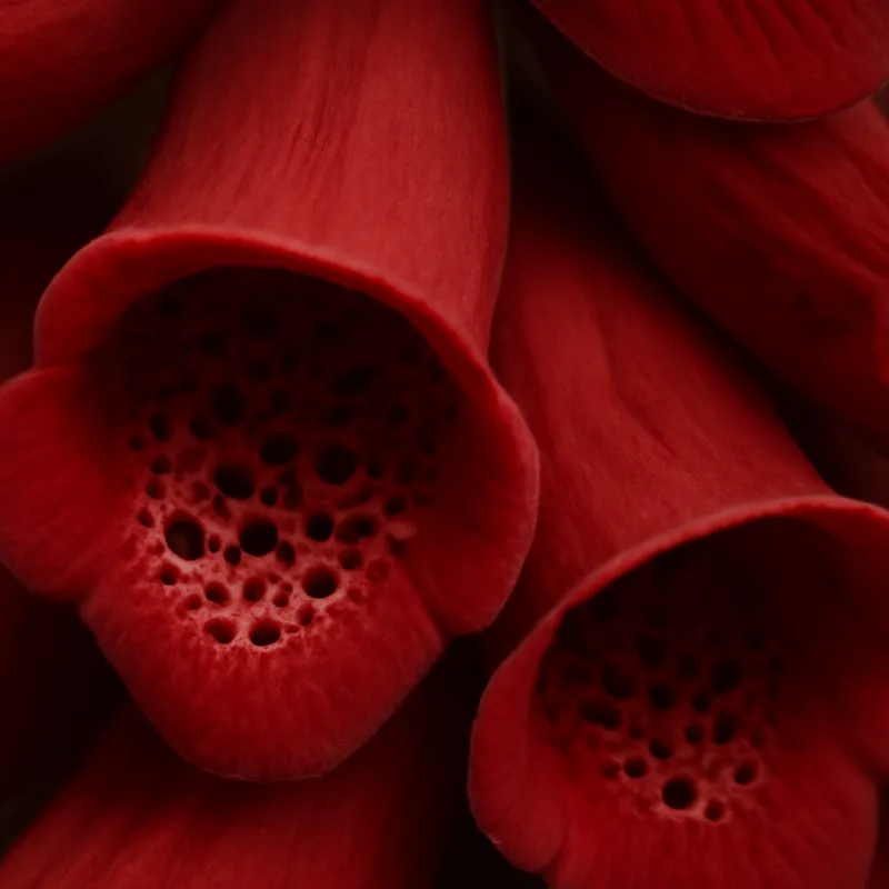Fingerborgsblomma – Red – bilde 2