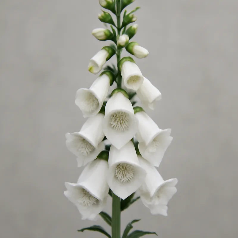 Fingerborgsblomma – White