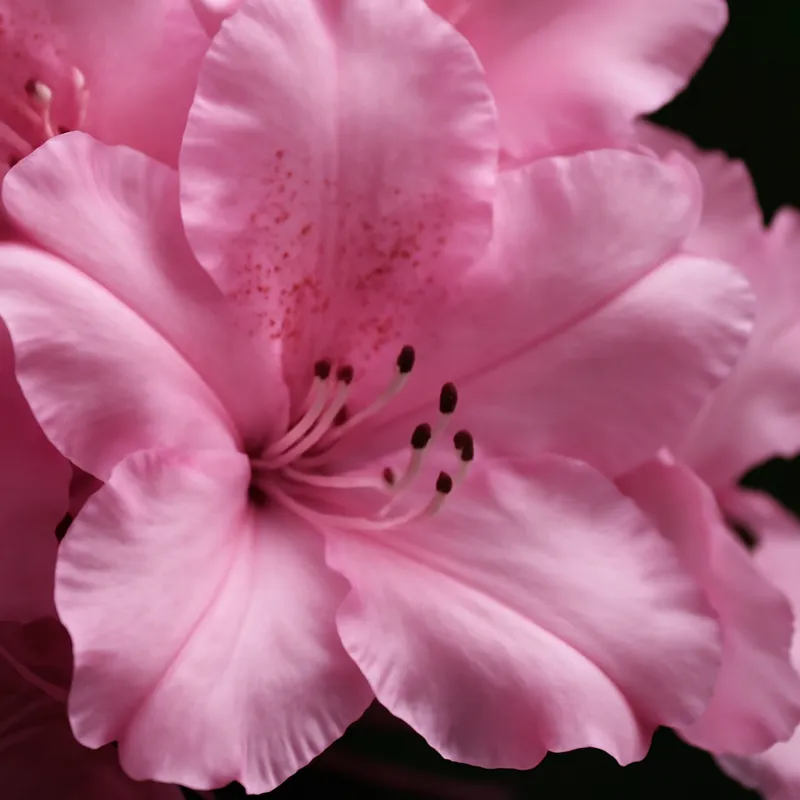 Rhododendron – Pink – bilde 2