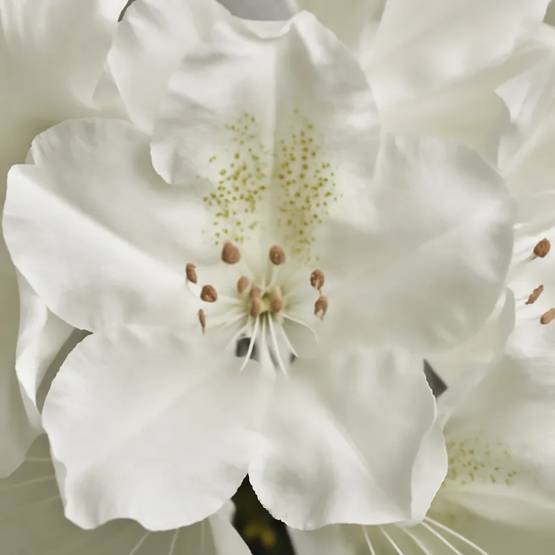 Rhododendron – White – bilde 2
