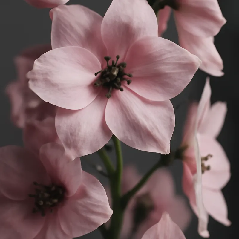 Riddarsporre – Pink – bilde 2