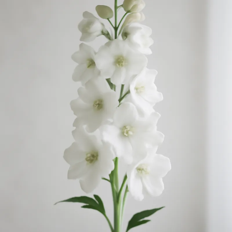 Riddarsporre – White